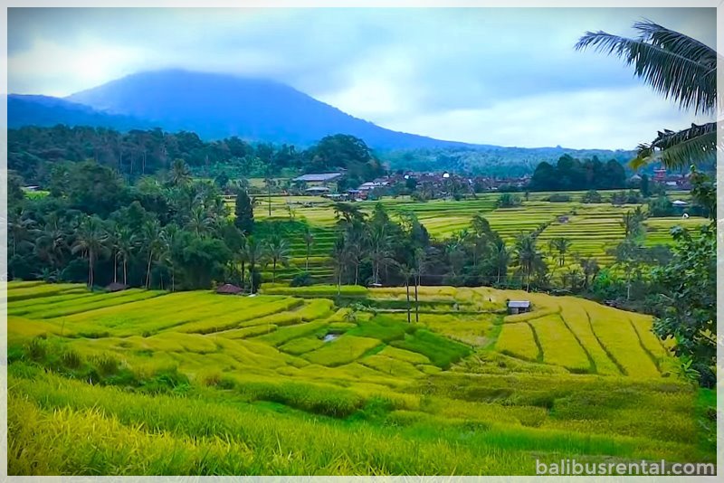 Jatiluwih Rice Terrace Field Bali